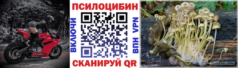 Псилоцибиновые грибы Psilocybe  Жердевка 